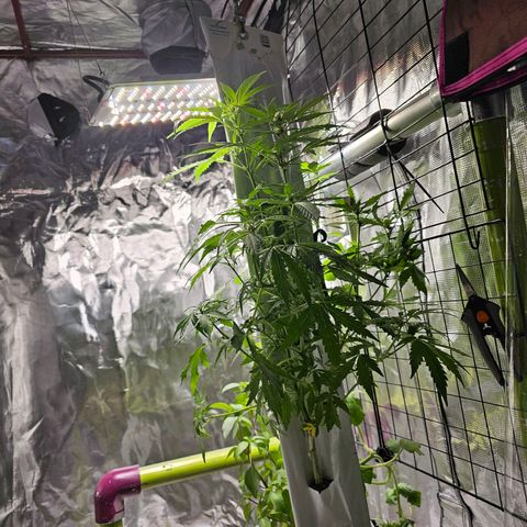 White widow  growlog timeline photo