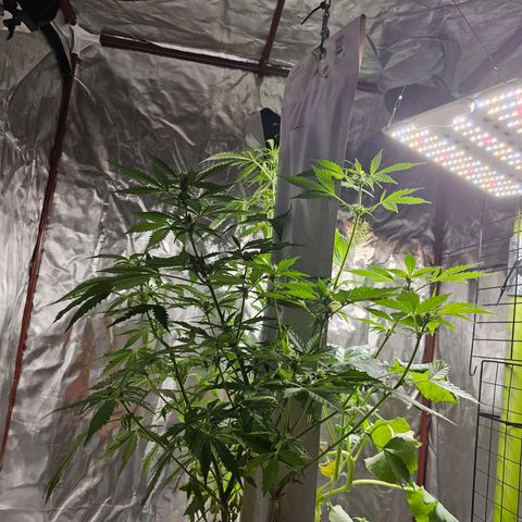 White widow  growlog timeline photo