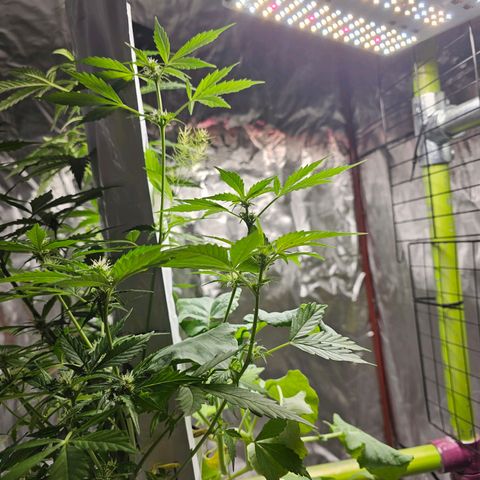 White widow  growlog timeline photo