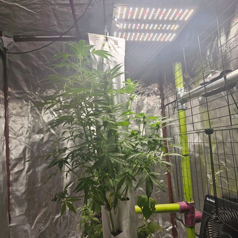 White widow  growlog timeline photo