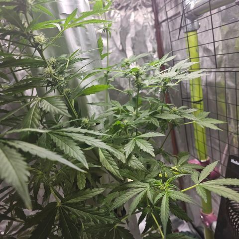White widow  growlog timeline photo