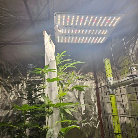 White widow  growlog timeline photo
