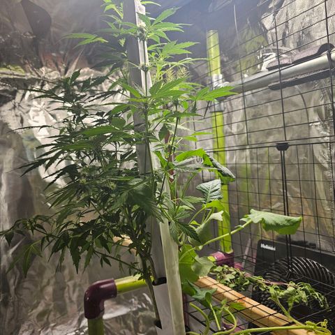 White widow  growlog timeline photo