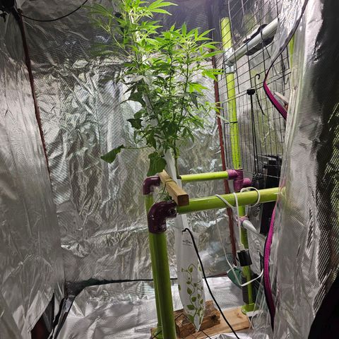 White widow  growlog timeline photo