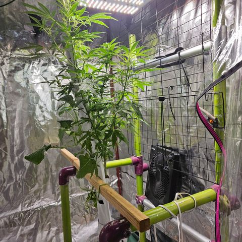White widow  growlog timeline photo