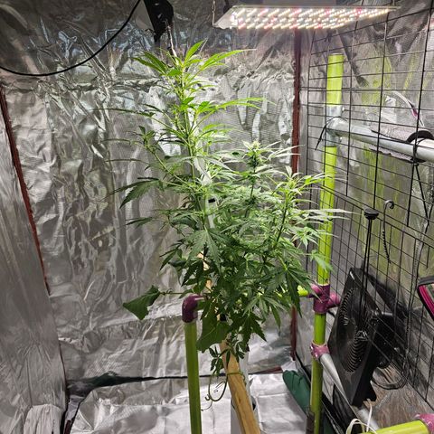 White widow  growlog timeline photo