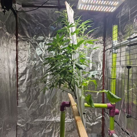White widow  growlog timeline photo