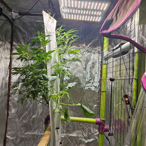 White widow  growlog timeline photo