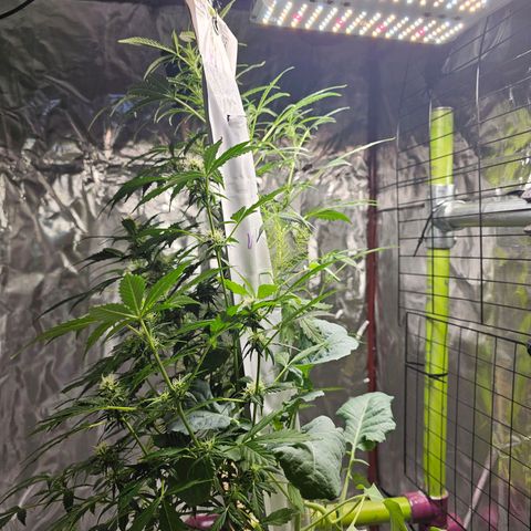 White widow  growlog timeline photo