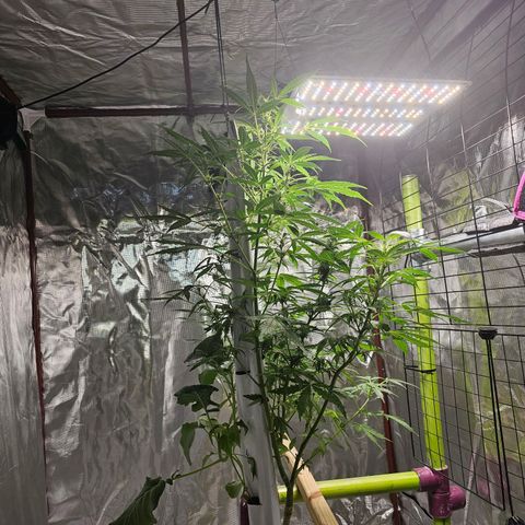 White widow  growlog timeline photo