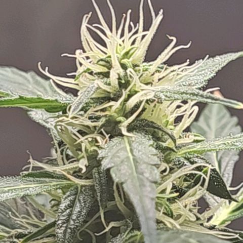 White widow  growlog timeline photo