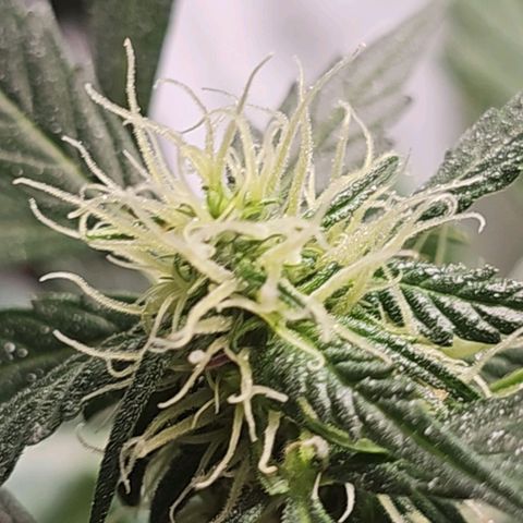 White widow  growlog timeline photo