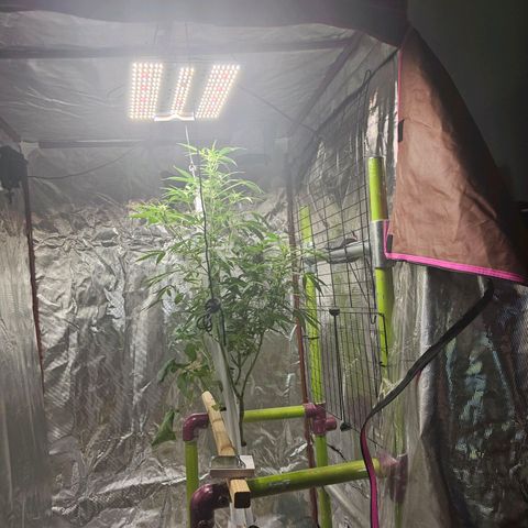 White widow  growlog timeline photo