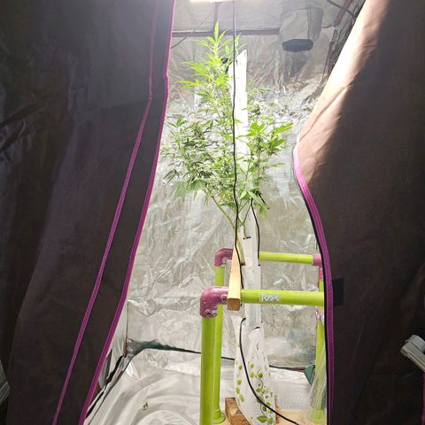 White widow  growlog timeline photo