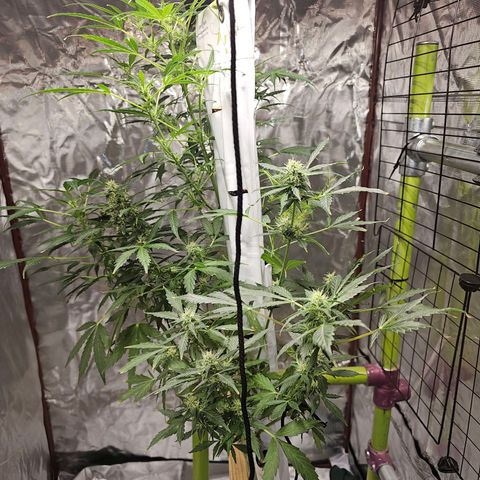 White widow  growlog timeline photo