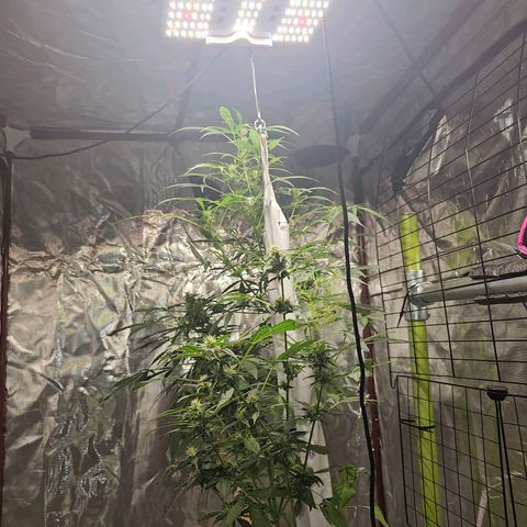 White widow  growlog timeline photo
