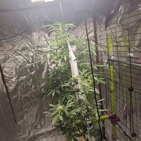 White widow  growlog timeline photo