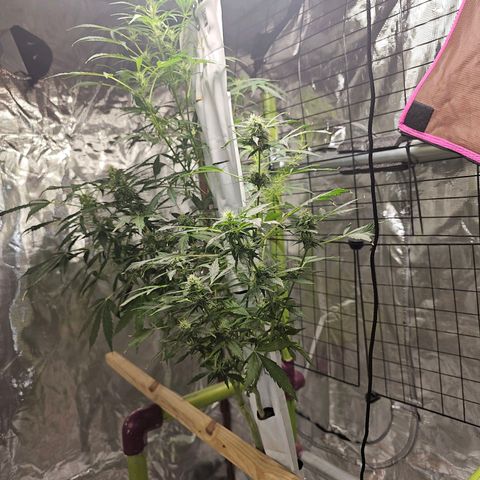 White widow  growlog timeline photo