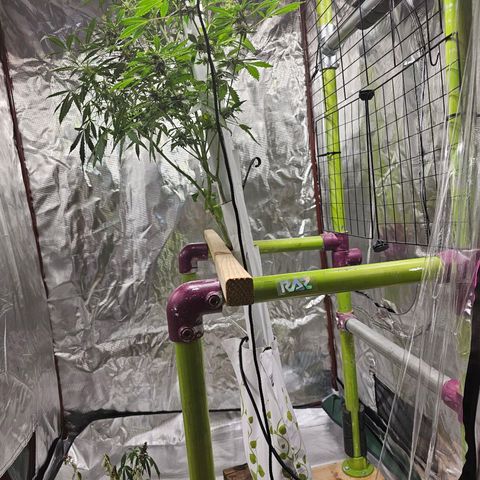 White widow  growlog timeline photo