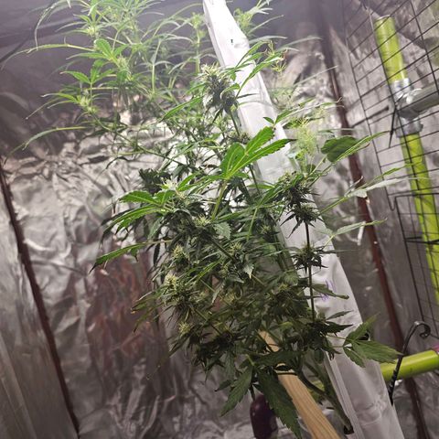 White widow  growlog timeline photo