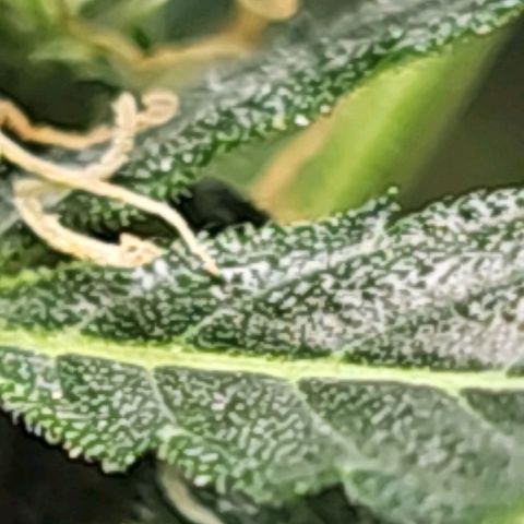 White widow  growlog photo: Close up 