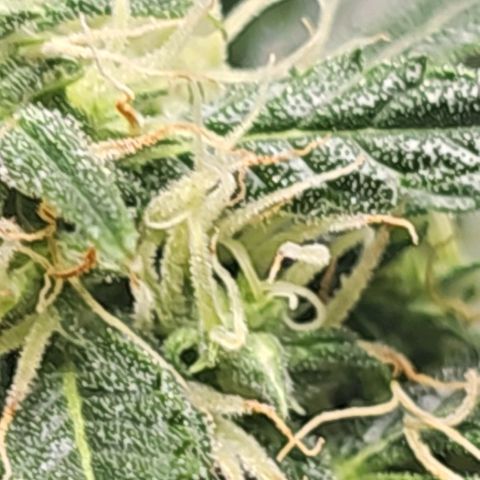White widow  growlog photo: Close up 