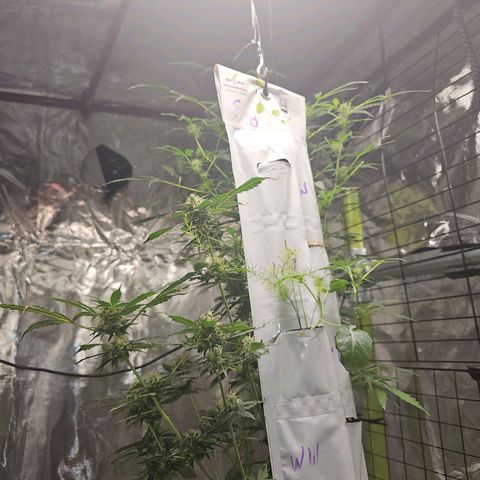 White widow  growlog timeline photo