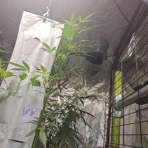 White widow  growlog timeline photo