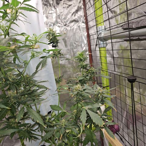 White widow  growlog timeline photo