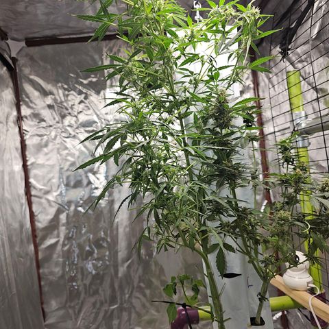 White widow  growlog timeline photo