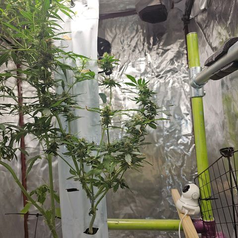 White widow  growlog timeline photo