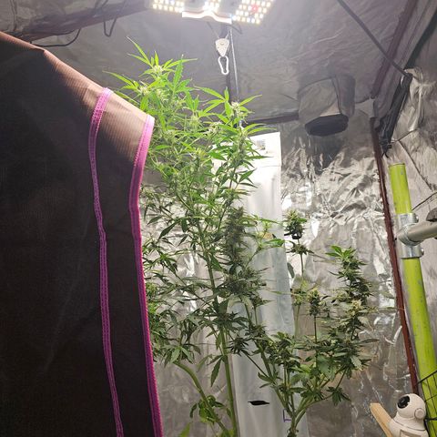 White widow  growlog timeline photo