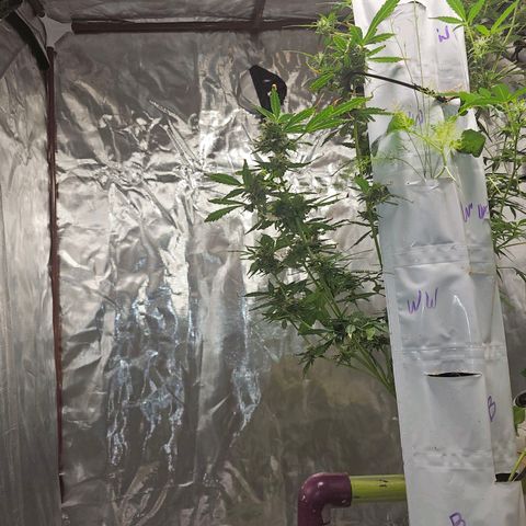 White widow  growlog timeline photo