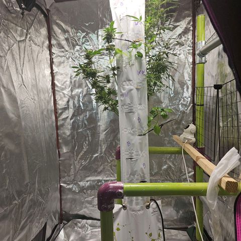 White widow  growlog timeline photo