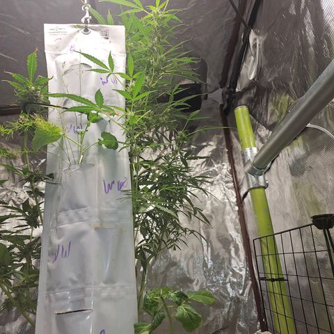 White widow  growlog timeline photo