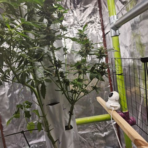 White widow  growlog timeline photo