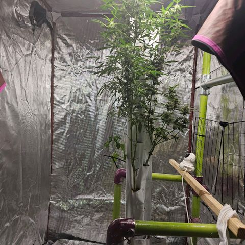 White widow  growlog timeline photo