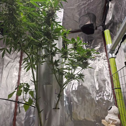 White widow  growlog timeline photo