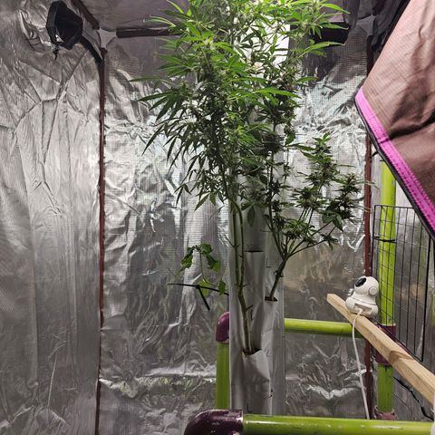 White widow  growlog timeline photo