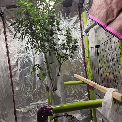 White widow  growlog timeline photo