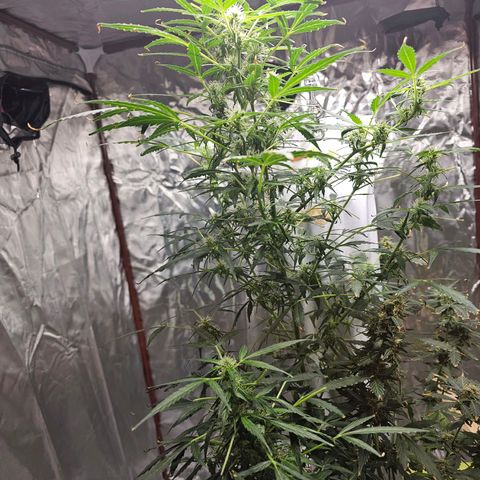 White widow  growlog timeline photo