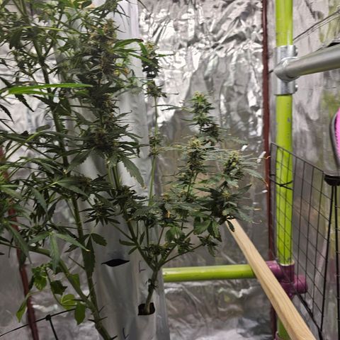 White widow  growlog timeline photo