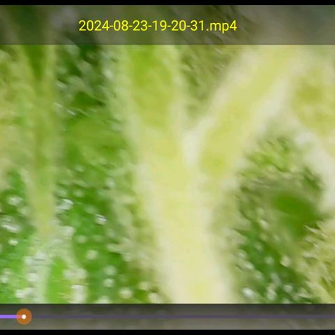 White widow  growlog timeline photo