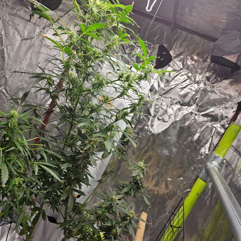White widow  growlog timeline photo