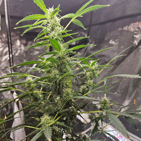 White widow  growlog timeline photo