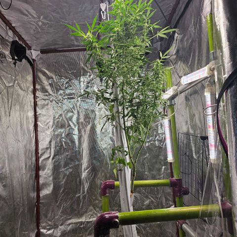 White widow  growlog timeline photo