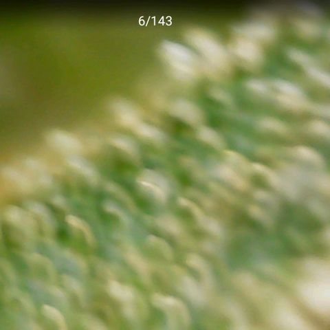 White widow  growlog timeline photo