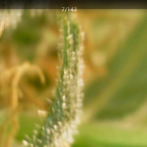 White widow  growlog timeline photo