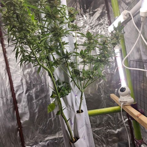 White widow  growlog timeline photo
