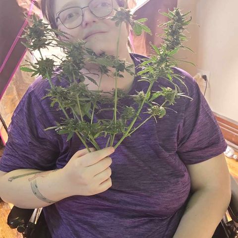 White widow  growlog timeline photo